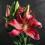 (6) Montezuma Oriental Lily 3