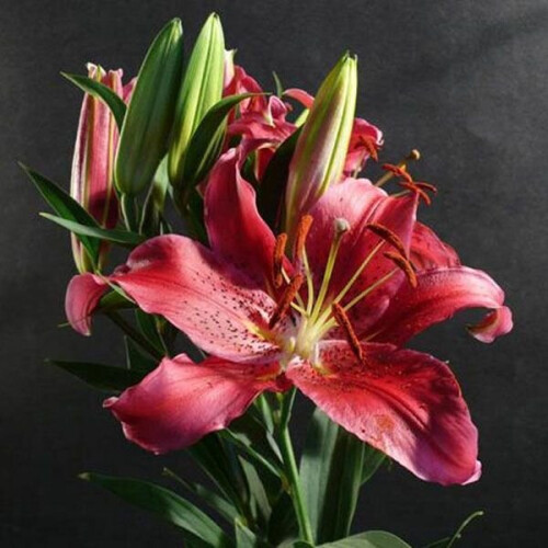 (6) Montezuma Oriental Lily 2