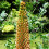 (3) EREMURUS CLEOPATRA (ISABELLINUS)  FOXTAIL LILY 1