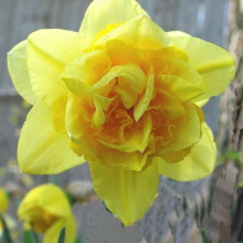 (20) DOUBLE FORTUNE  DOUBLE NARCISSI