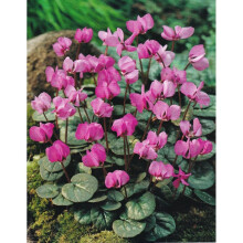 (1) CYCLAMEN COUM PRIMULACEAE DARK PINK-PURPLE  NODDING FLOWERS