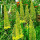 (3) EREMURUS BUNGEI (STENOPHYLLUS) FOXTAIL LILY 2