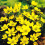 (10) ERANTHIS HYEMALIS   WINTER ACONITE 2