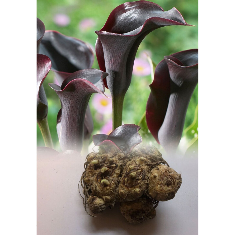 (5) ZANTEDESCHIA   BLACK STAR  CALLA  (Arum) Lily