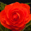 (3) ORANGE DOUBLE BEGONIA 1