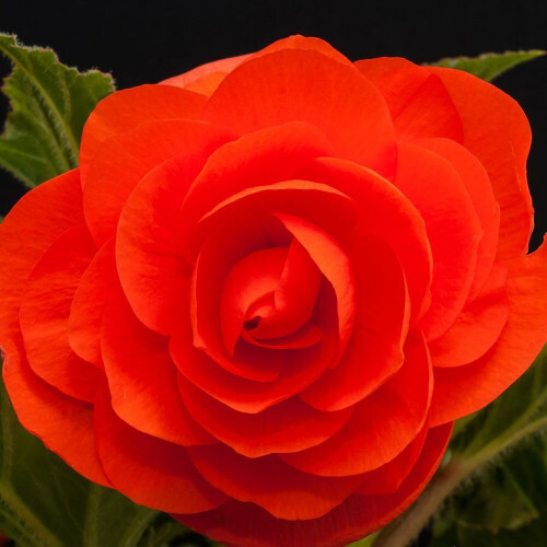(12) ORANGE DOUBLE BEGONIA
