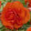 (3) ORANGE DOUBLE BEGONIA 2