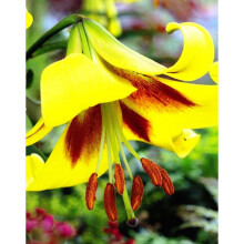 (12) ROBERT SWANSON ORIENTAL TRUMPET LILY (TREE LIKE LILY)