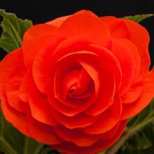 (5) ORANGE DOUBLE BEGONIA