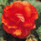 (3) ORANGE DOUBLE BEGONIA 3