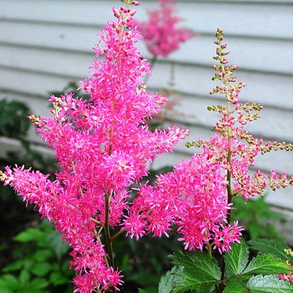 (3) ASTILBE PINK BEAUTY