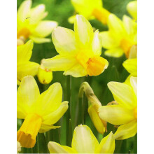 (10) MOTHER DUCK NARCISSUS Miniature Daffodil/Narcissi