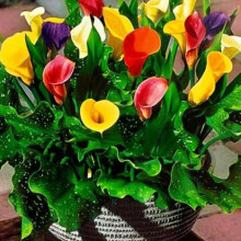 (3) ZANTEDESCHIA  MIXED  CALLA  (Arum) Lily