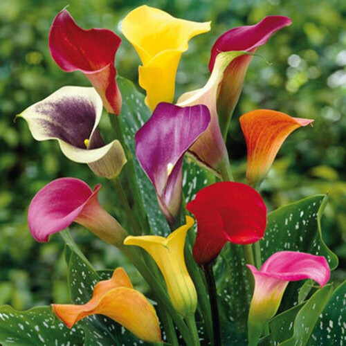 (5) ZANTEDESCHIA  MIXED  CALLA  (Arum) Lily 2
