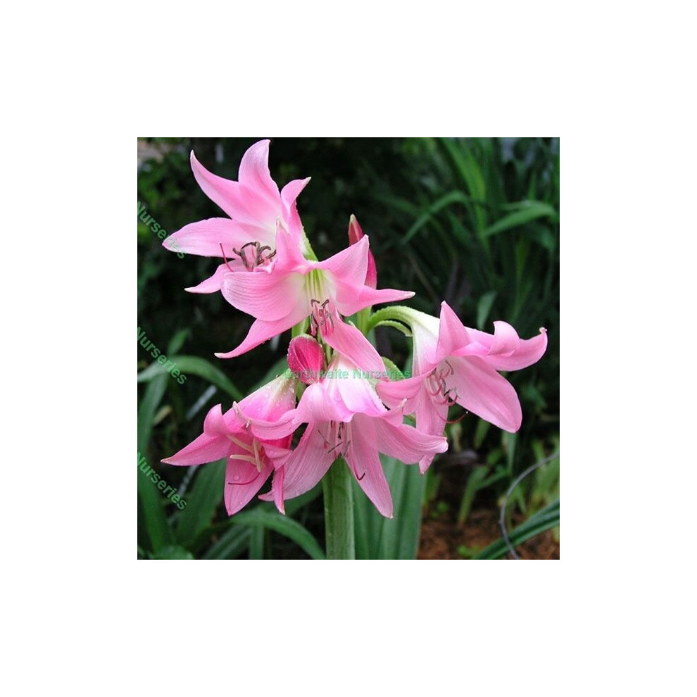 (1) Crinum Powelli Rosea Pink Spider Lily