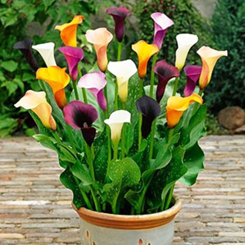 (5) ZANTEDESCHIA  MIXED  CALLA  (Arum) Lily 1