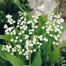 (3) CONVALLARIA MAJALIS LILY OF THE VALLEY