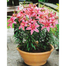 (1) PINK PIXIE DWARF ASIATIC LILY