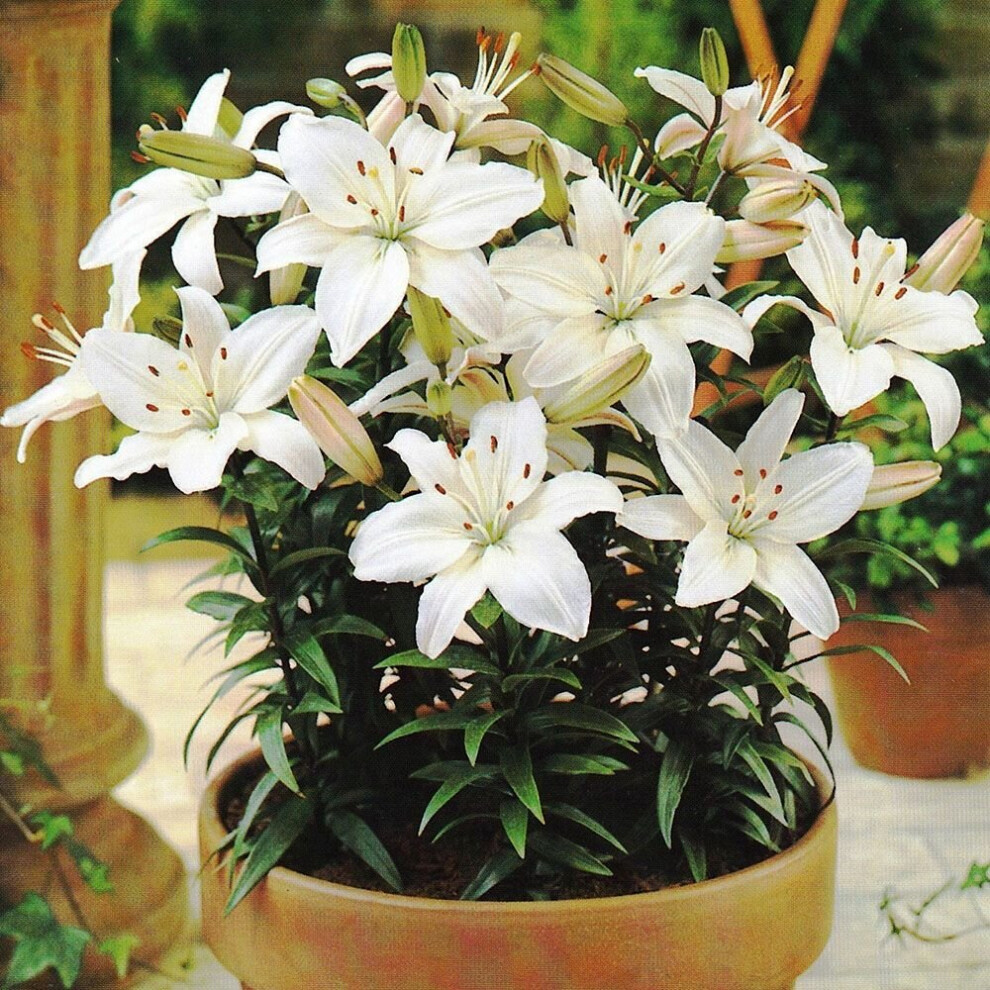 (1) MONT BLANC ASIATIC LILY