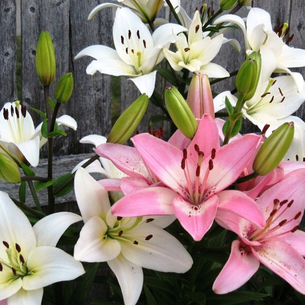 (6) PINK & WHITE MIX ASIATIC LILY-image-OPC-P8QXYR8-NEW