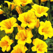 (1) HEMEROCALLIS (DAY LILY) STELLA DORO