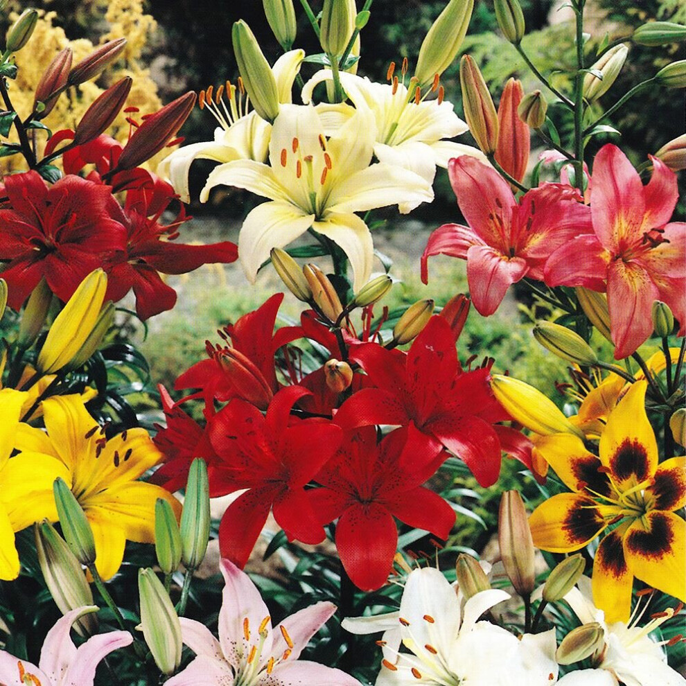 (6) MIXED ASIATIC LILY