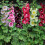 (3) ALCEA ROSEA HOLLYHOCKS MIXED 1