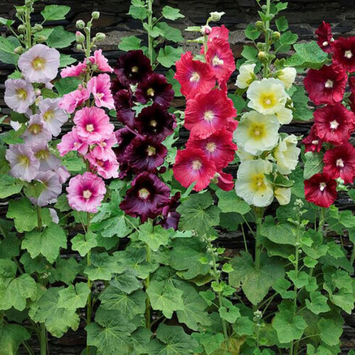 (3) ALCEA ROSEA HOLLYHOCKS MIXED