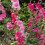 (3) ALCEA ROSEA HOLLYHOCKS MIXED 2