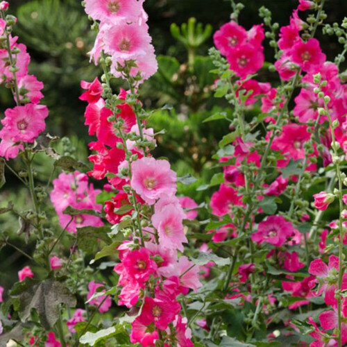 (3) ALCEA ROSEA HOLLYHOCKS MIXED 1