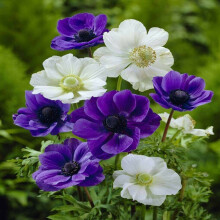 (20) ANEMONE BLUE & WHITE MIX (DE CAEN) BULBS IDEAL FOR ROCKERY BORDERS & TUBS