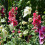 (3) ALCEA ROSEA HOLLYHOCKS MIXED 3