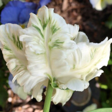 (20) WHITE REBEL PARROT TULIPS