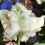 (20) WHITE REBEL PARROT TULIPS 1