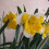 (20) ORANGERY SPLIT CORONA DAFFODIL 3
