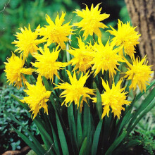 (6) Ready Potted 9cm Pot RIP VAN WINKLE Miniature Daffodil/Narcissi