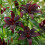 (3) MAPIRA LONGIFLORUM ASIATIC LILY 2