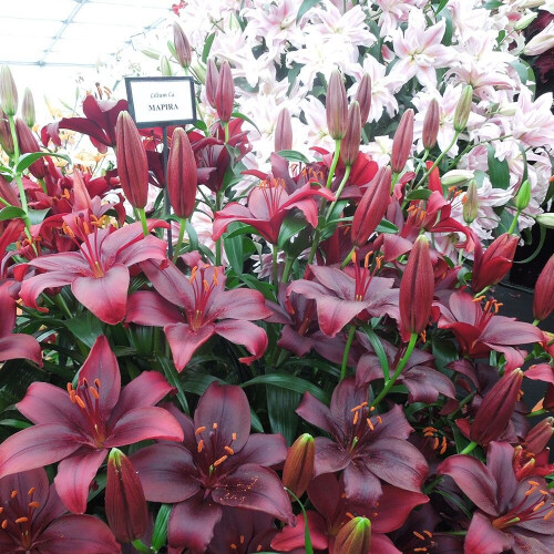 (24) MAPIRA LONGIFLORUM ASIATIC LILY 2