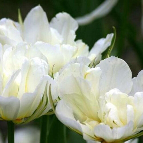 (10) MOUNT TACOMA  DOUBLE EARLY TULIPS 1