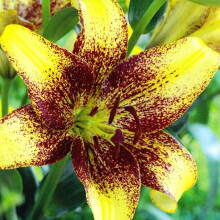 (12) GOLDEN STONE LONGIFLORUM ASIATIC LILY