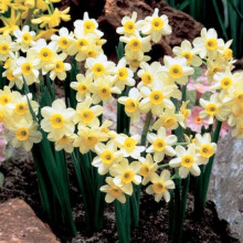 (1) Ready Potted 9cm Pot MINNOW NARCISSUS Miniature Daffodil/Narcissi