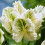 (20) WHITE REBEL PARROT TULIPS 2