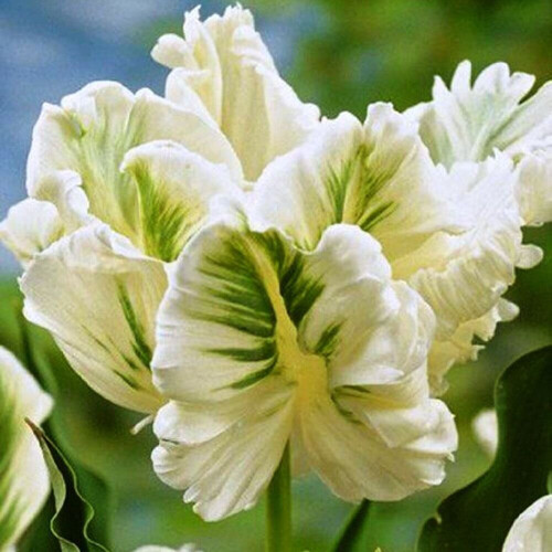 (20) WHITE REBEL PARROT TULIPS 1