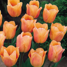 (10) APRICOT BEAUTY SINGLE EARLY TULIP