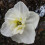 (10) PAPILLON BLANC SPLIT CORONA DAFFODIL 2