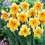 (10) ORANGERY SPLIT CORONA DAFFODIL 1