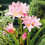 (1) AMARCRINUM HOWARDII CRINODONNA CORSII 1