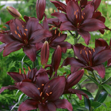(12) MAPIRA LONGIFLORUM ASIATIC LILY