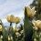 (10) MOUNT TACOMA  DOUBLE EARLY TULIPS 3