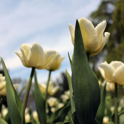 (10) MOUNT TACOMA  DOUBLE EARLY TULIPS 2